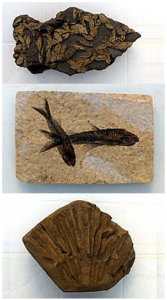 fossils santorini